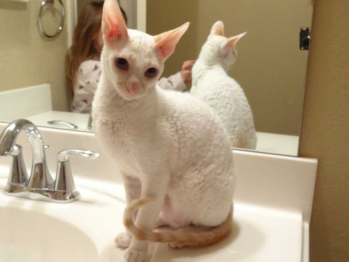 Корниш рекс котята