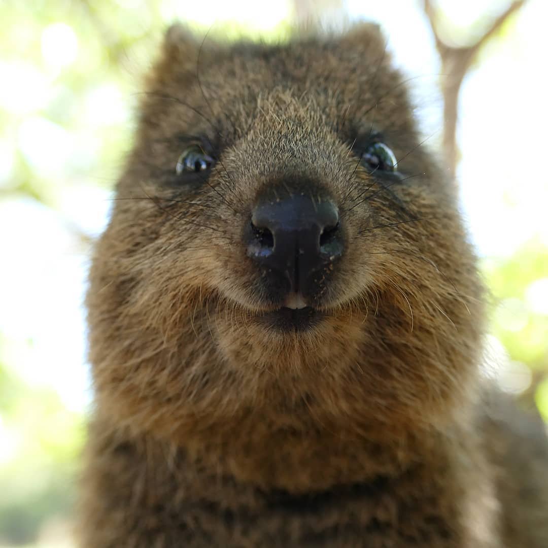 Австралия Квокка