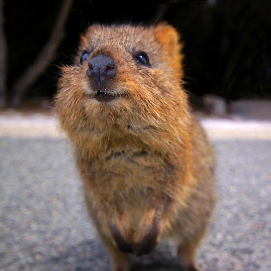 Самый милый зверек на планете