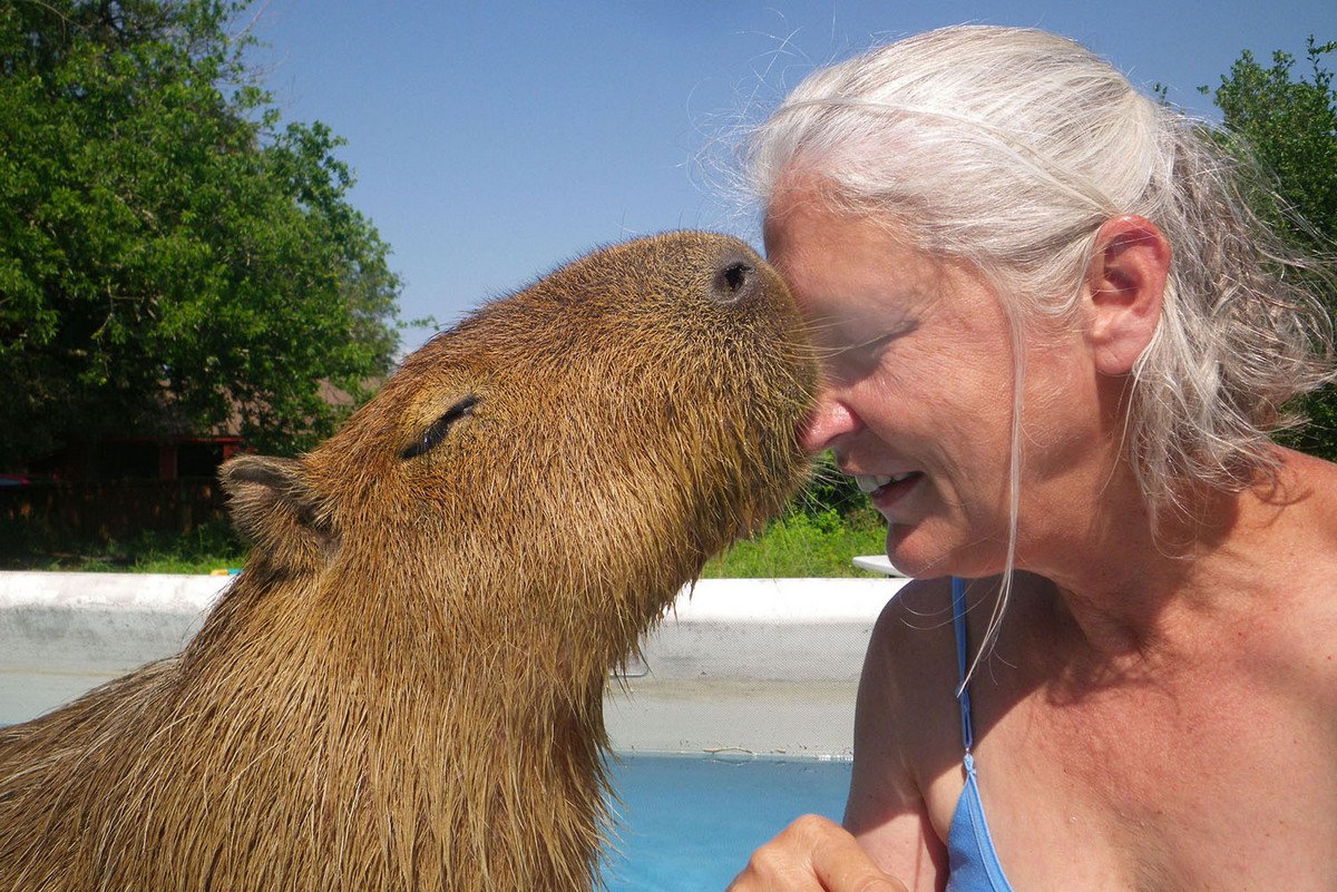 Большая капибара