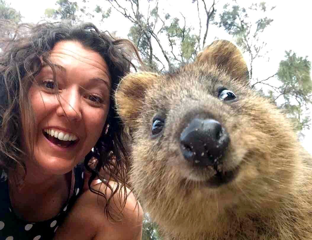 Квокка с человеком