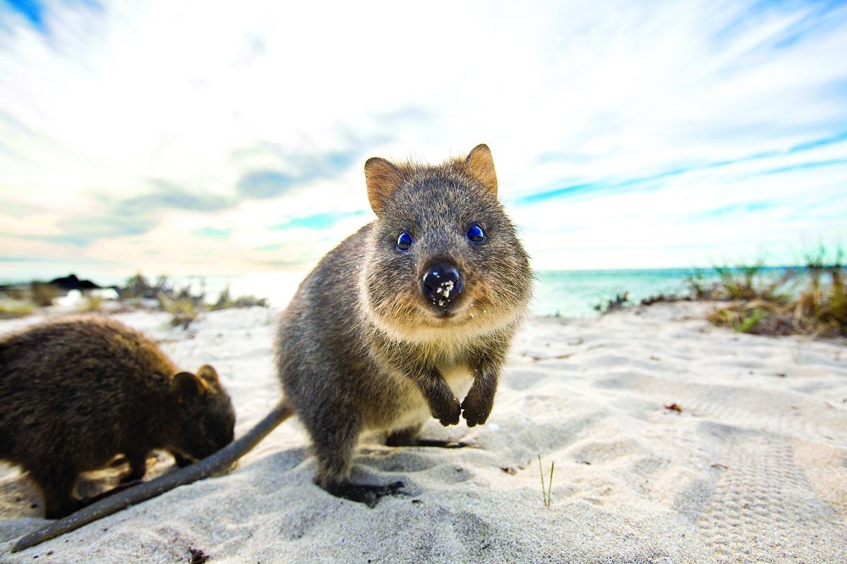 Квокка эндемики Австралии