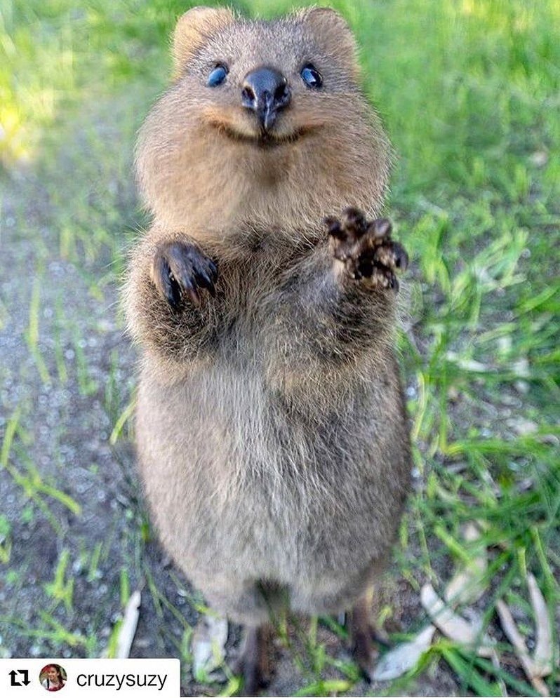 Самое доброе животное на планете