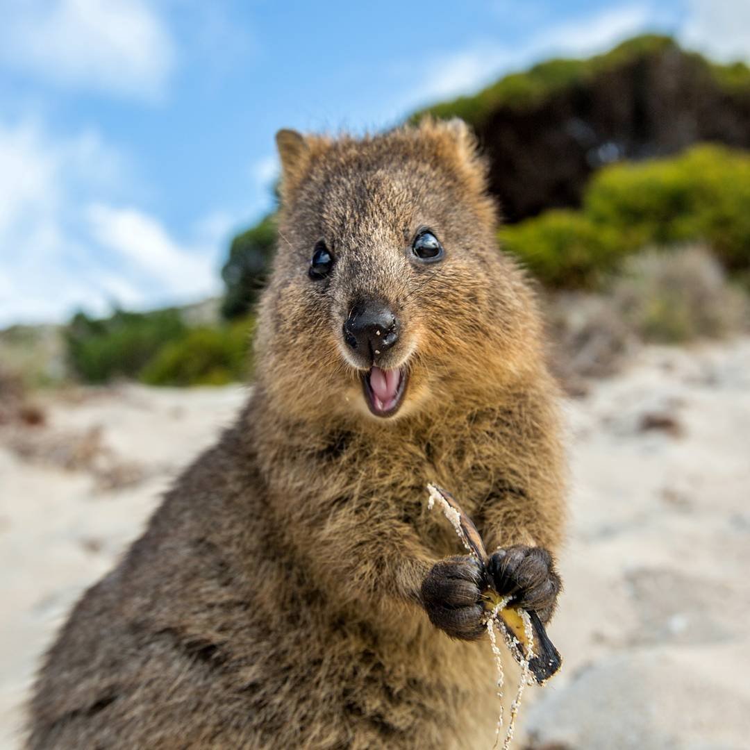 Австралийский зверек Квокка