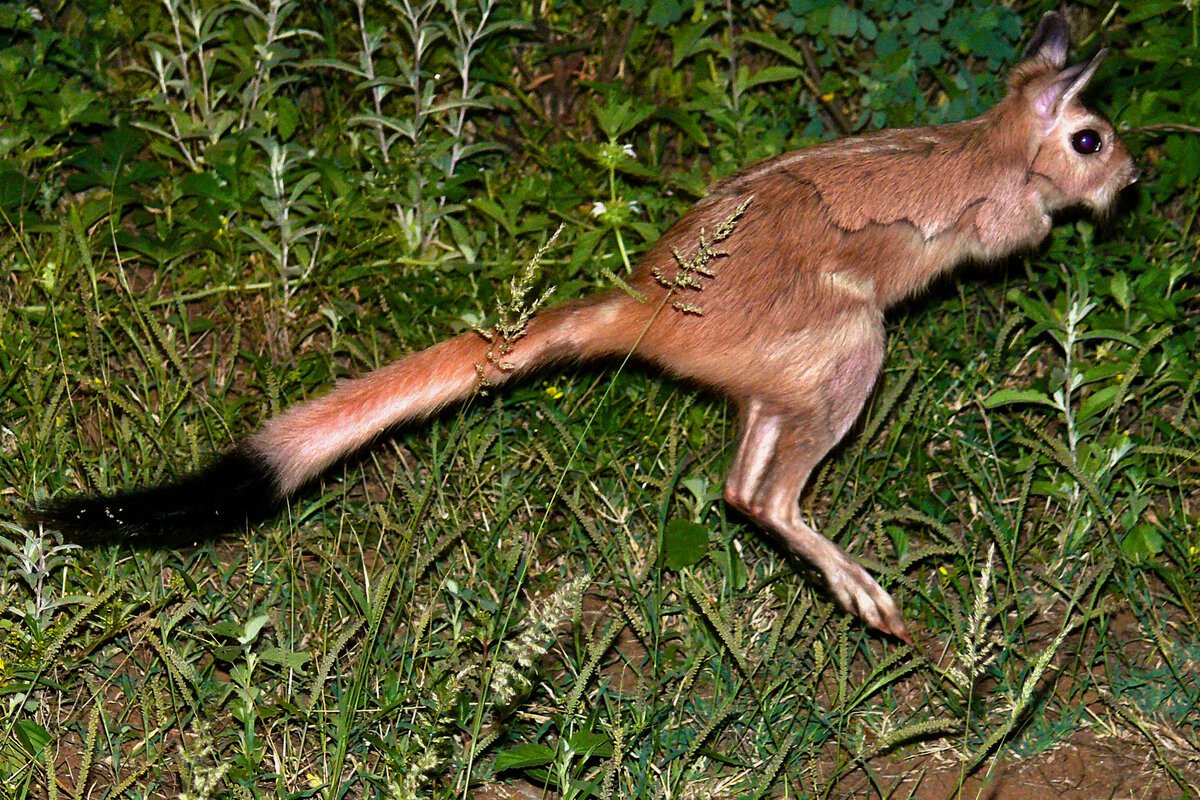 Капский долгоног