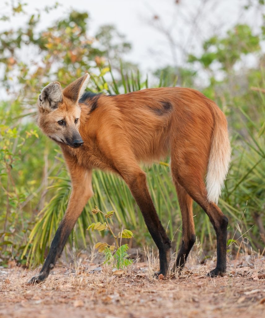 Гривистый волк альбинос