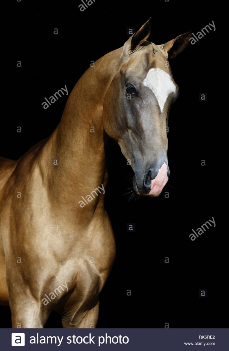 Ахалтекинец изабелловой