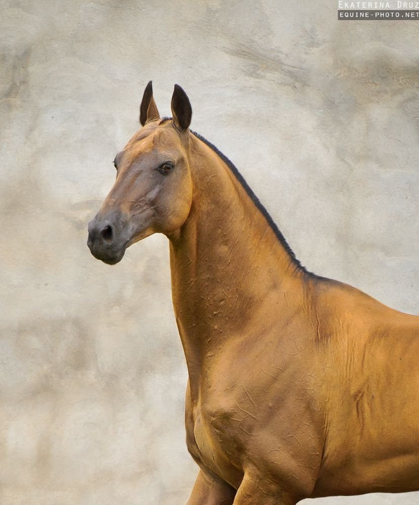 Ахал теке лошадь