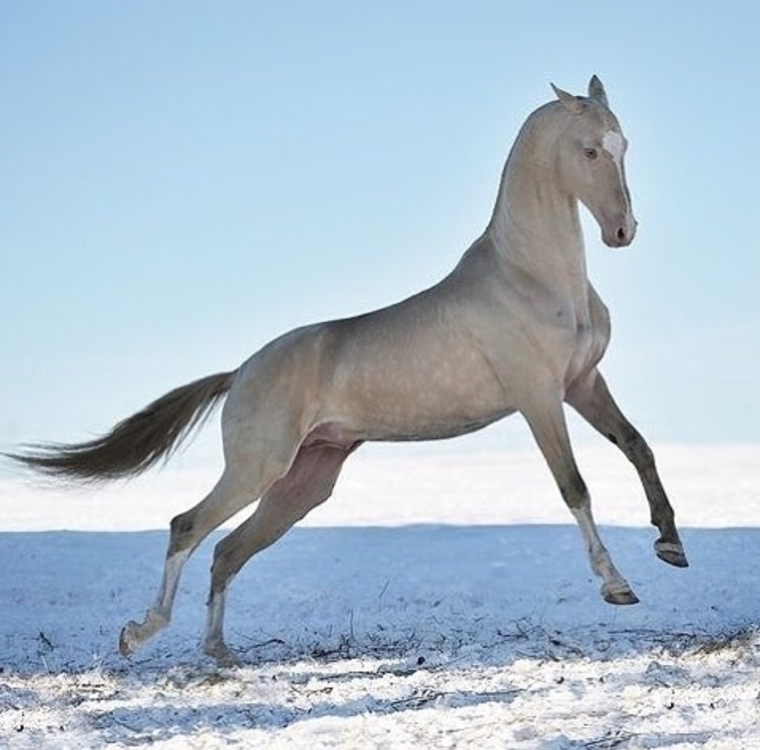 Ахалтекинец буланой масти
