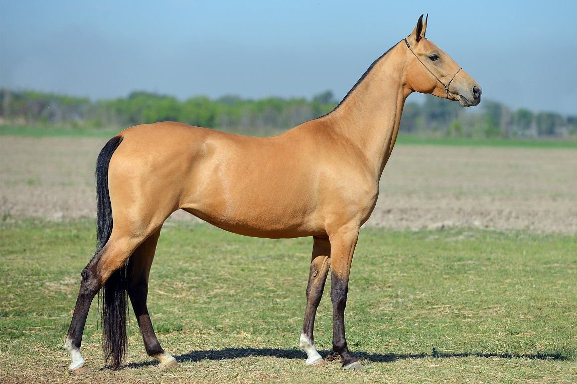 Ахалтекинская лошадь