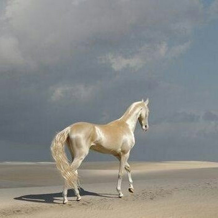 Ахалтекинская лошадь