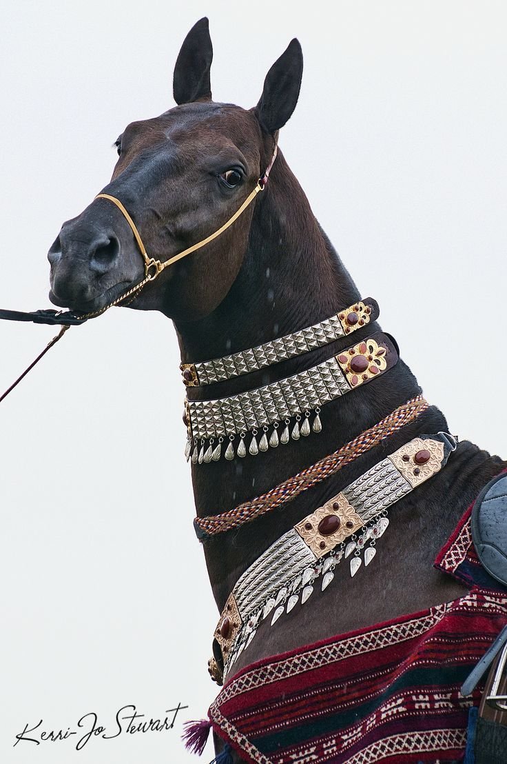Туркменский конь ахалтекинец