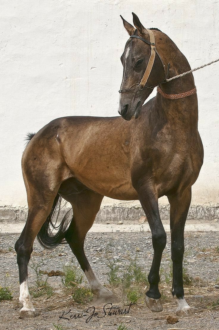 Ахалтекинская лошадь