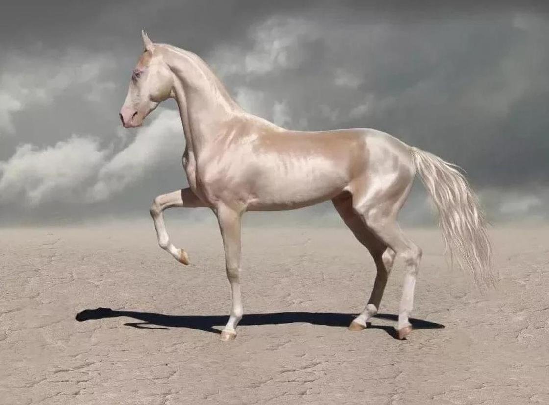Изабелловая Ахалтекинская лошадь