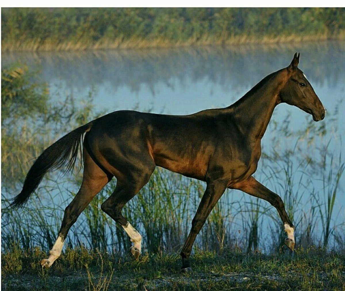 Пегий ахалтекинец