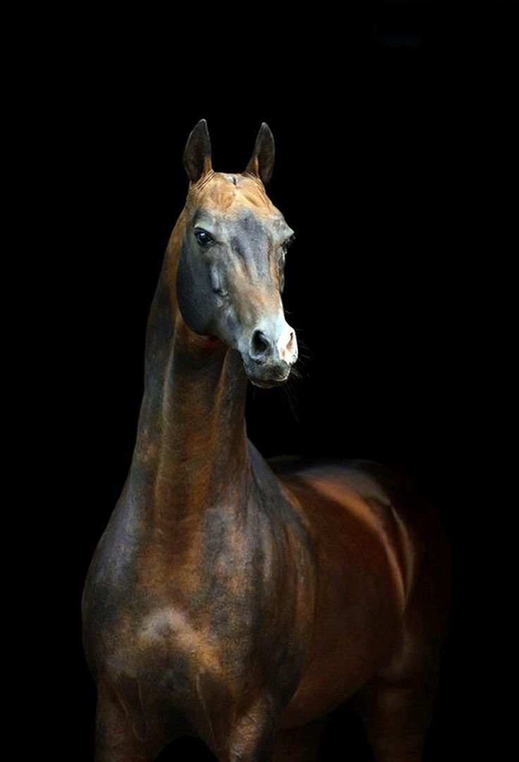 Ахалтекинский конь с длинной гривой