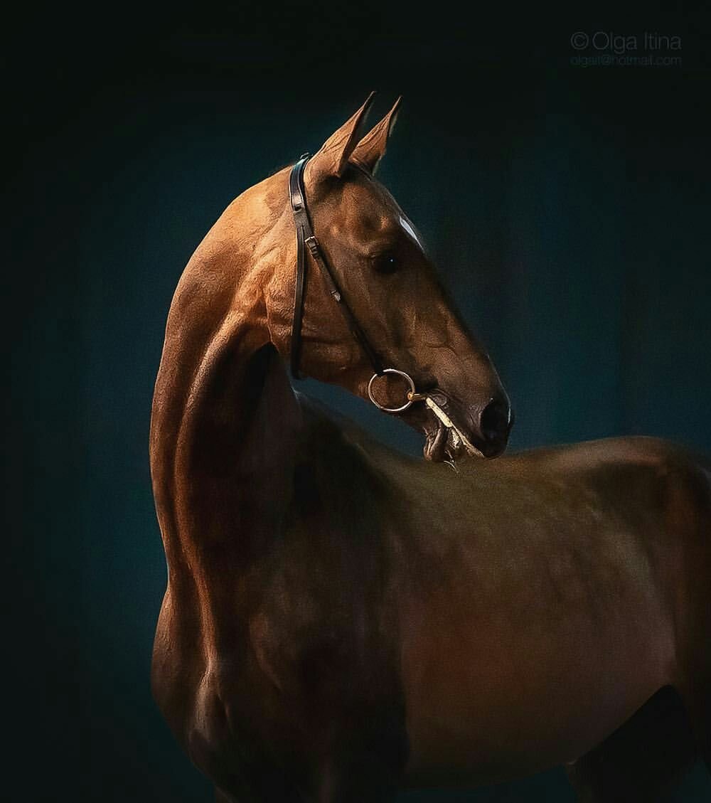 Вороной ахалтекинец