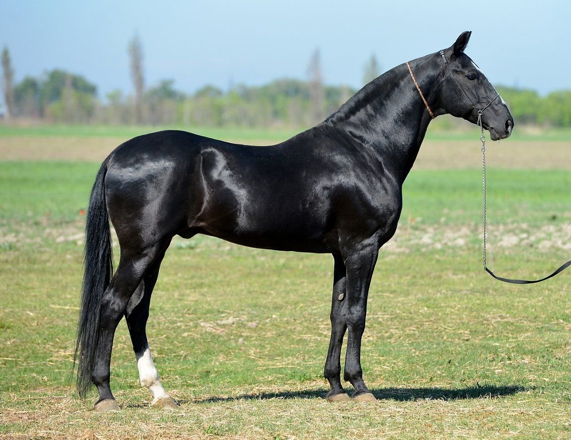 Ахалтекинская лошадь экстерьер