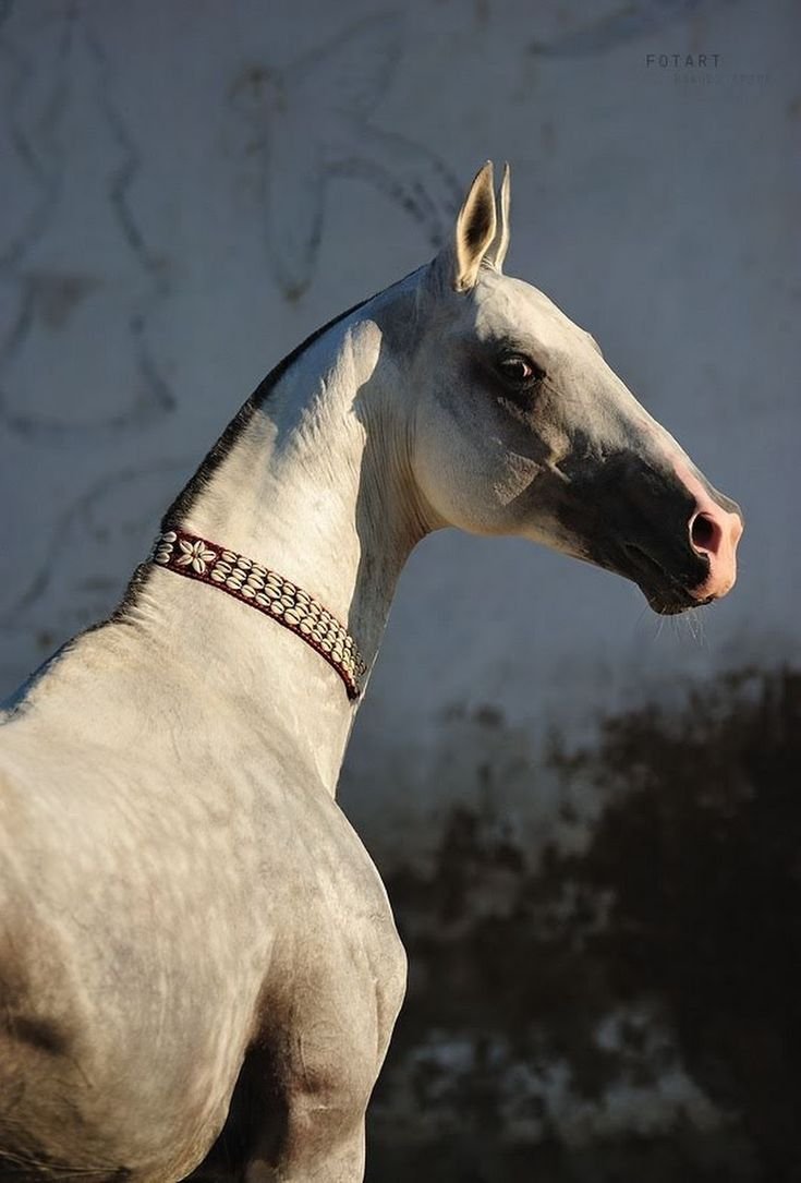 Артур Бабаев ахалтекинец