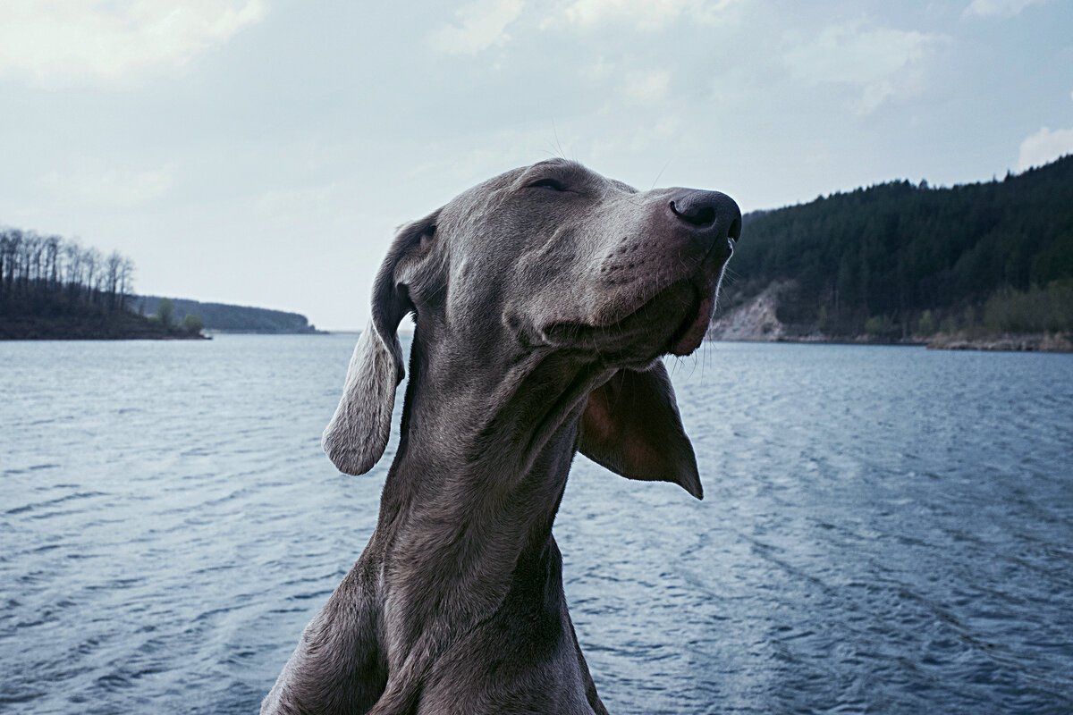 Веймаранер собака