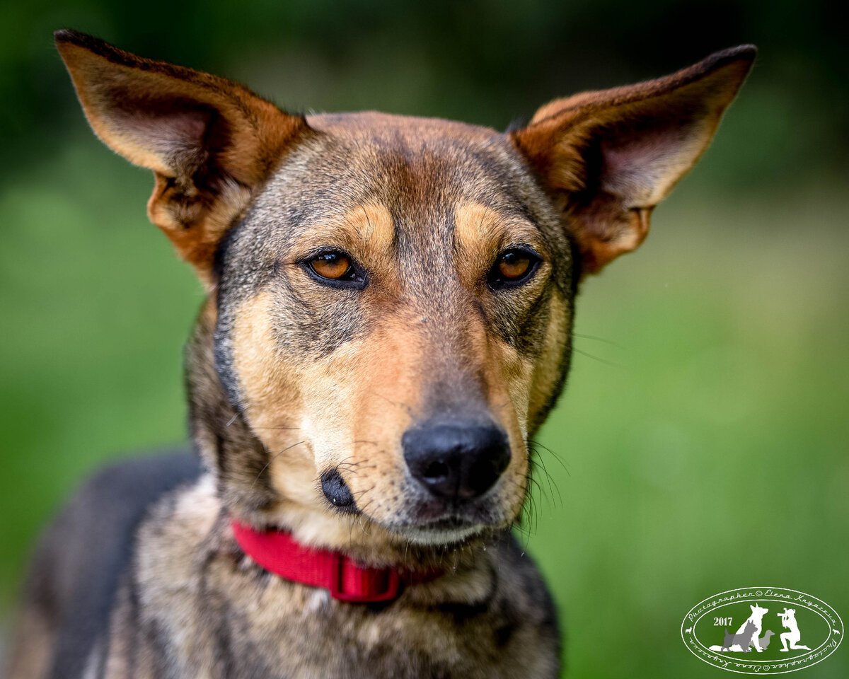 Порода собак похожая на КООГТ