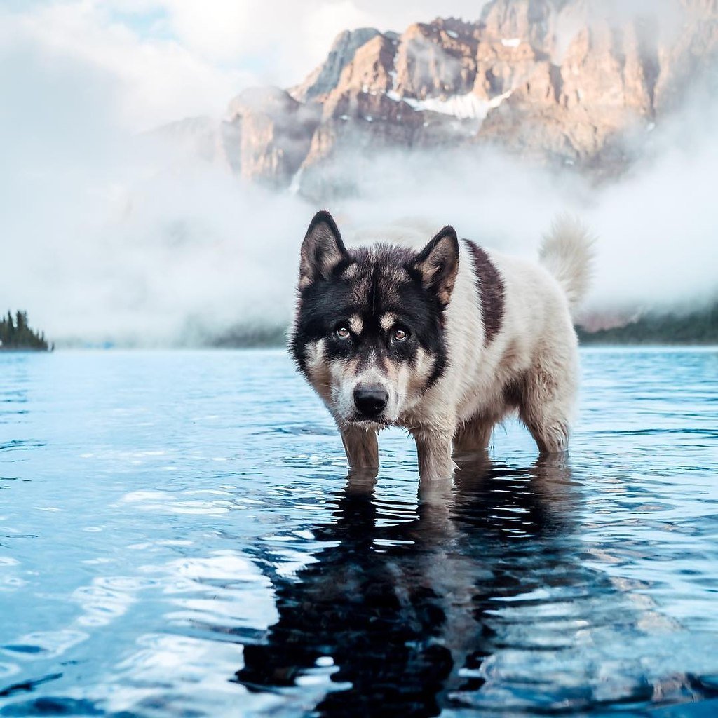 Суровая собака картинка