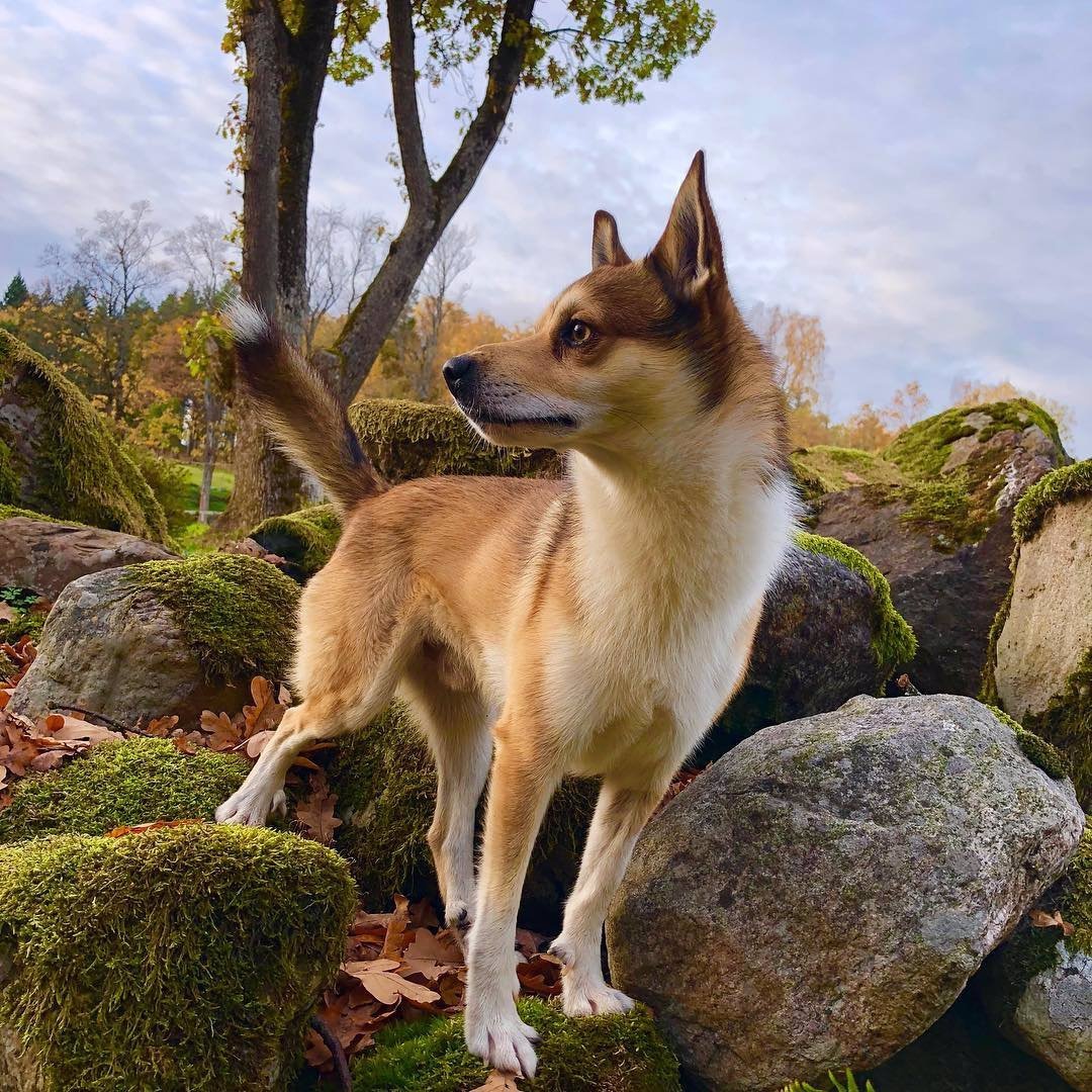 Норск лундехунд