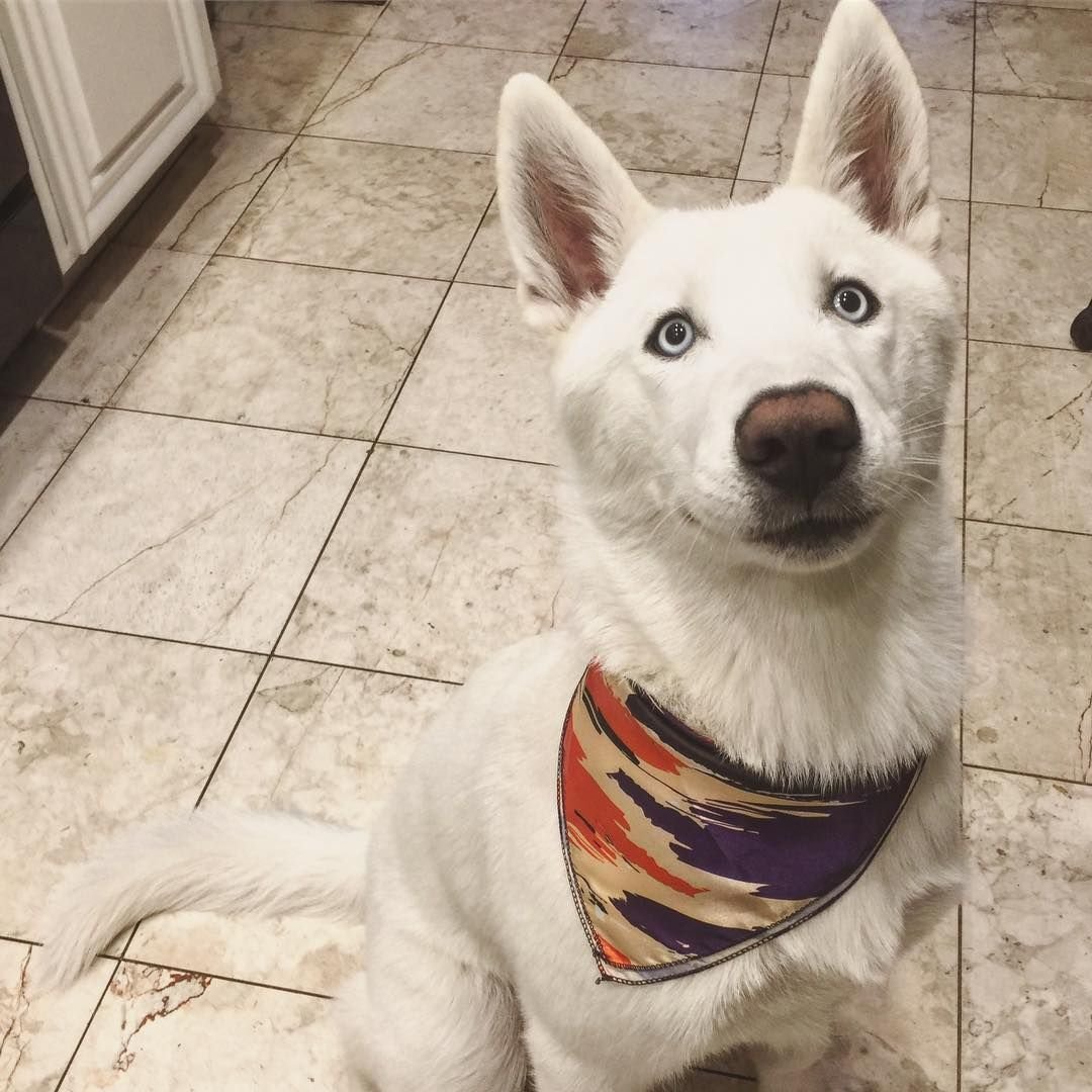 Звук для собак из инстаграма