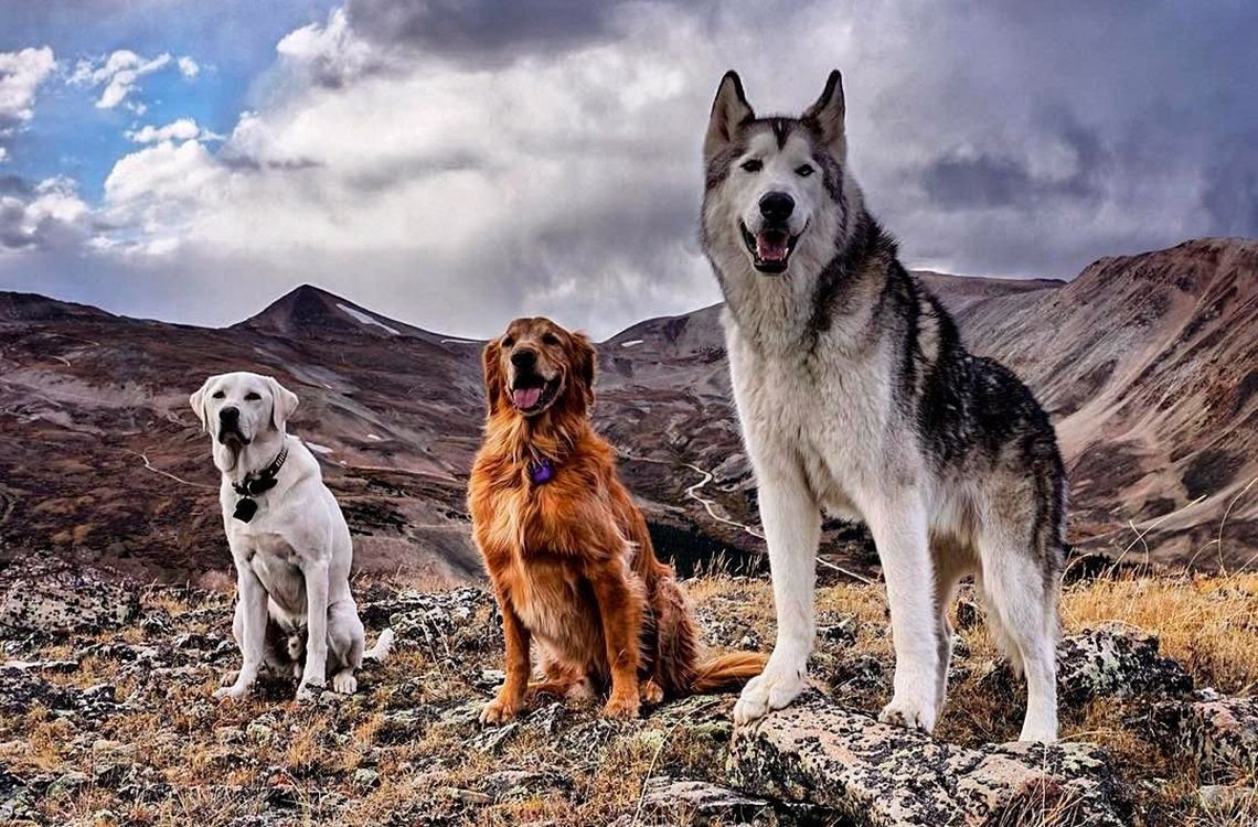 Красивые собаки и волки