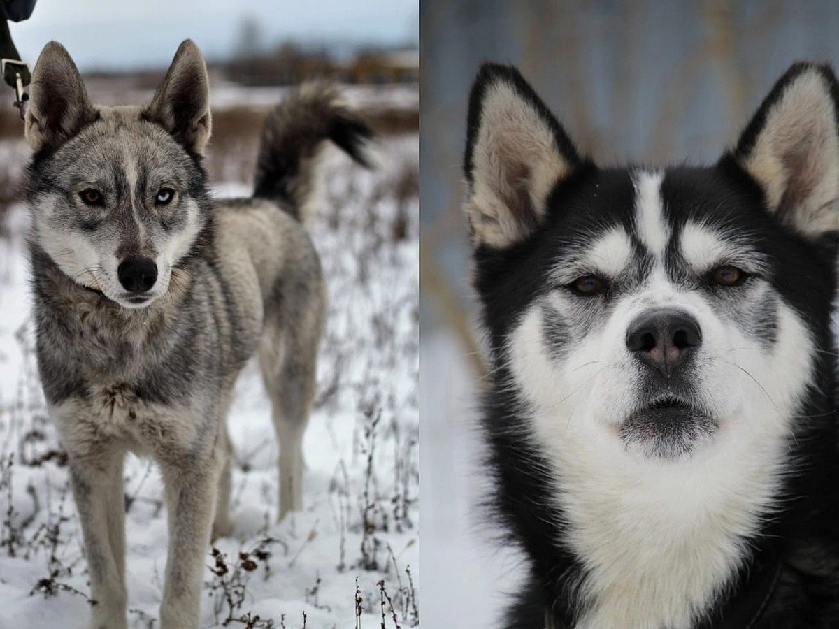 Тихие породы собак для квартиры хаски