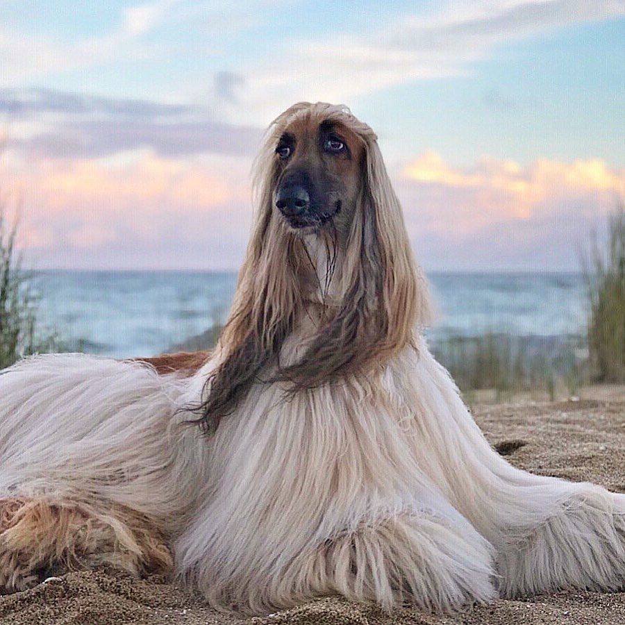 Афганская борзая черная