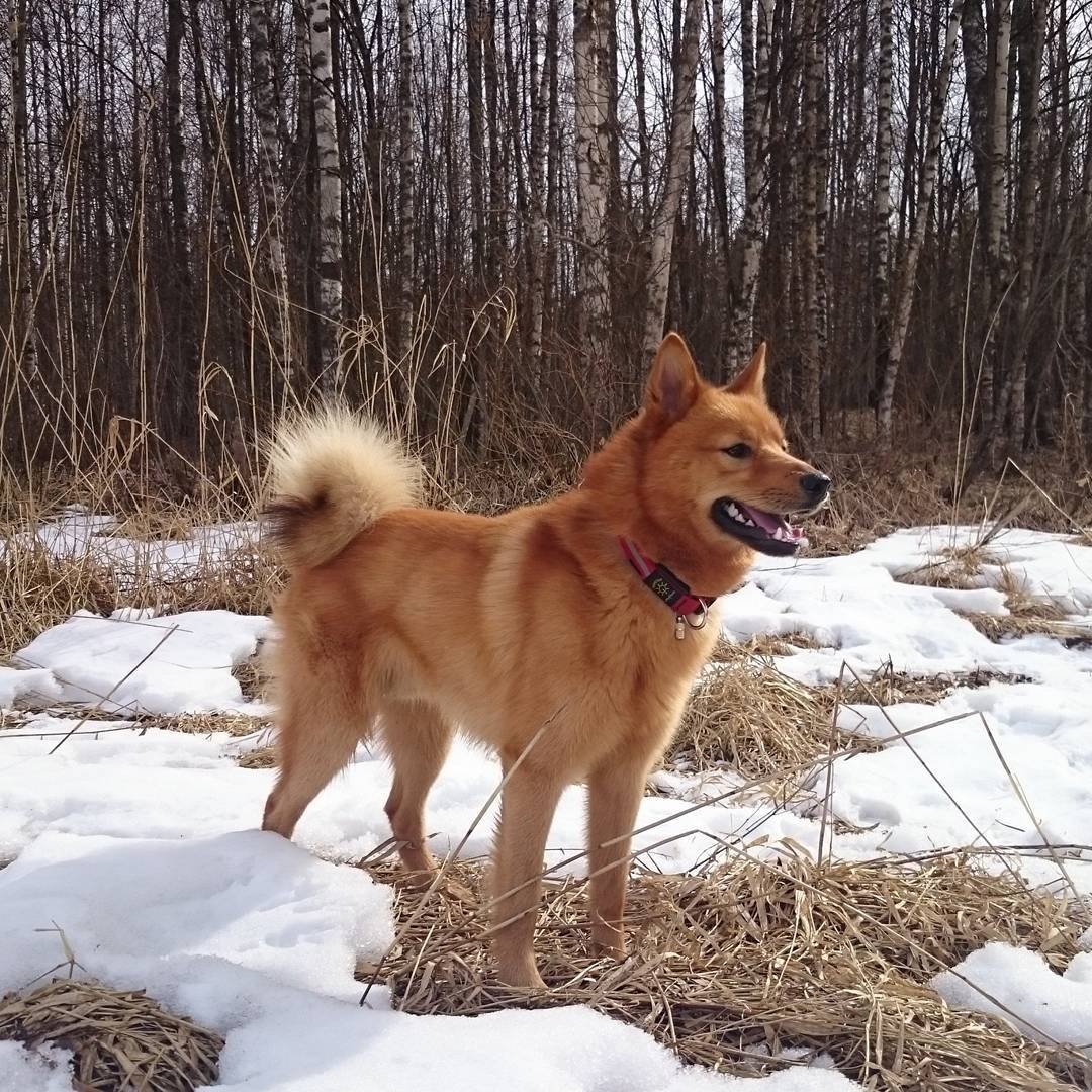 Карело-финская лайка