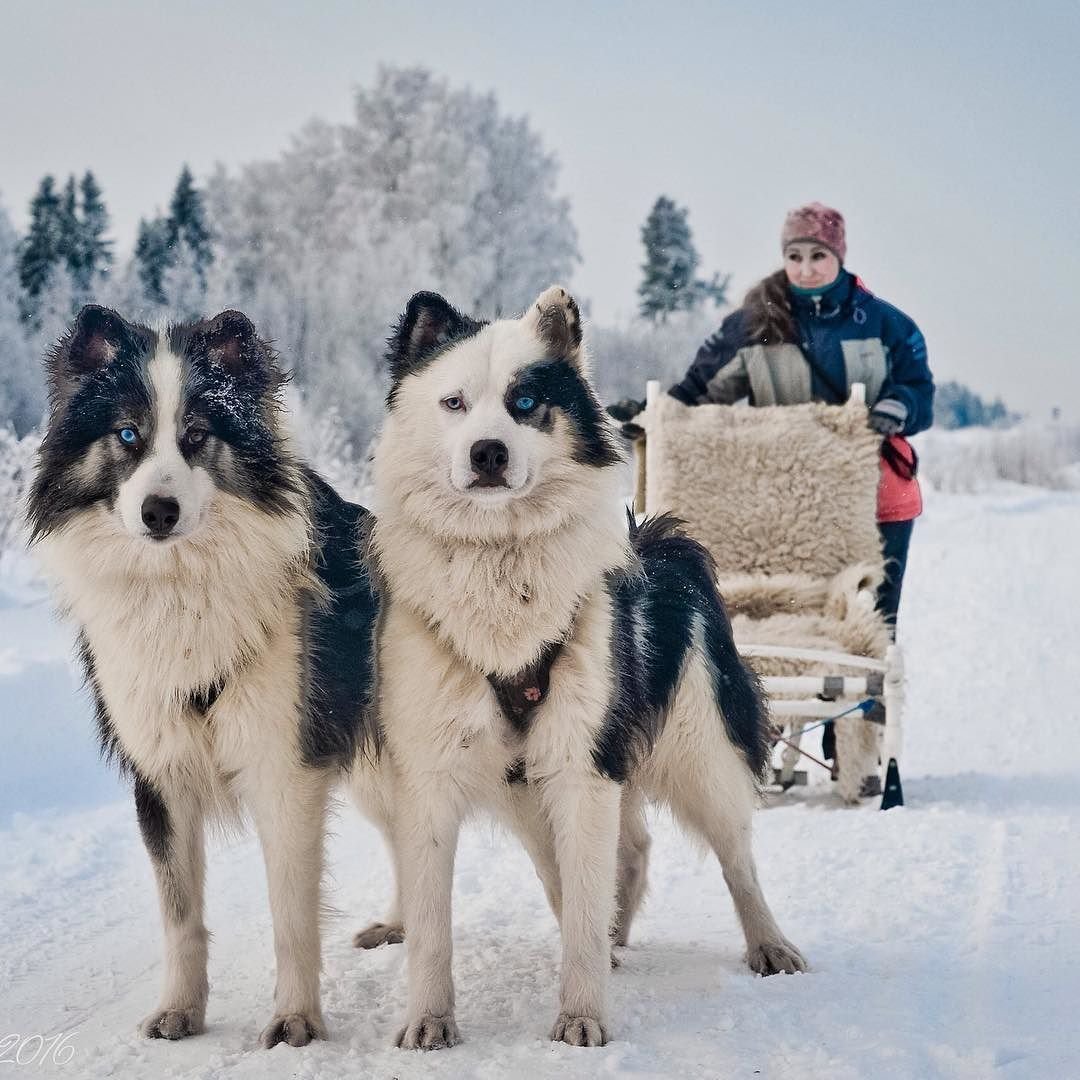 Якутская оленегонная лайка