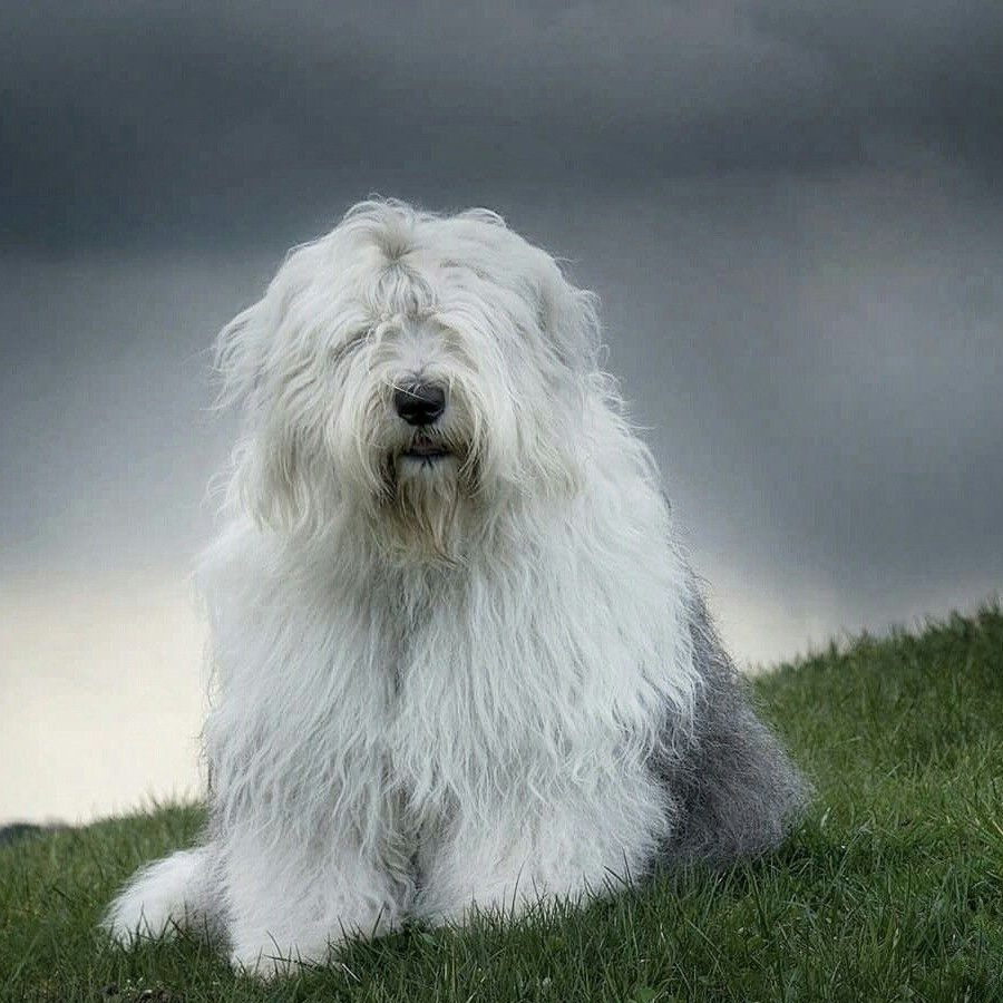 Собака староанглийская овчарка