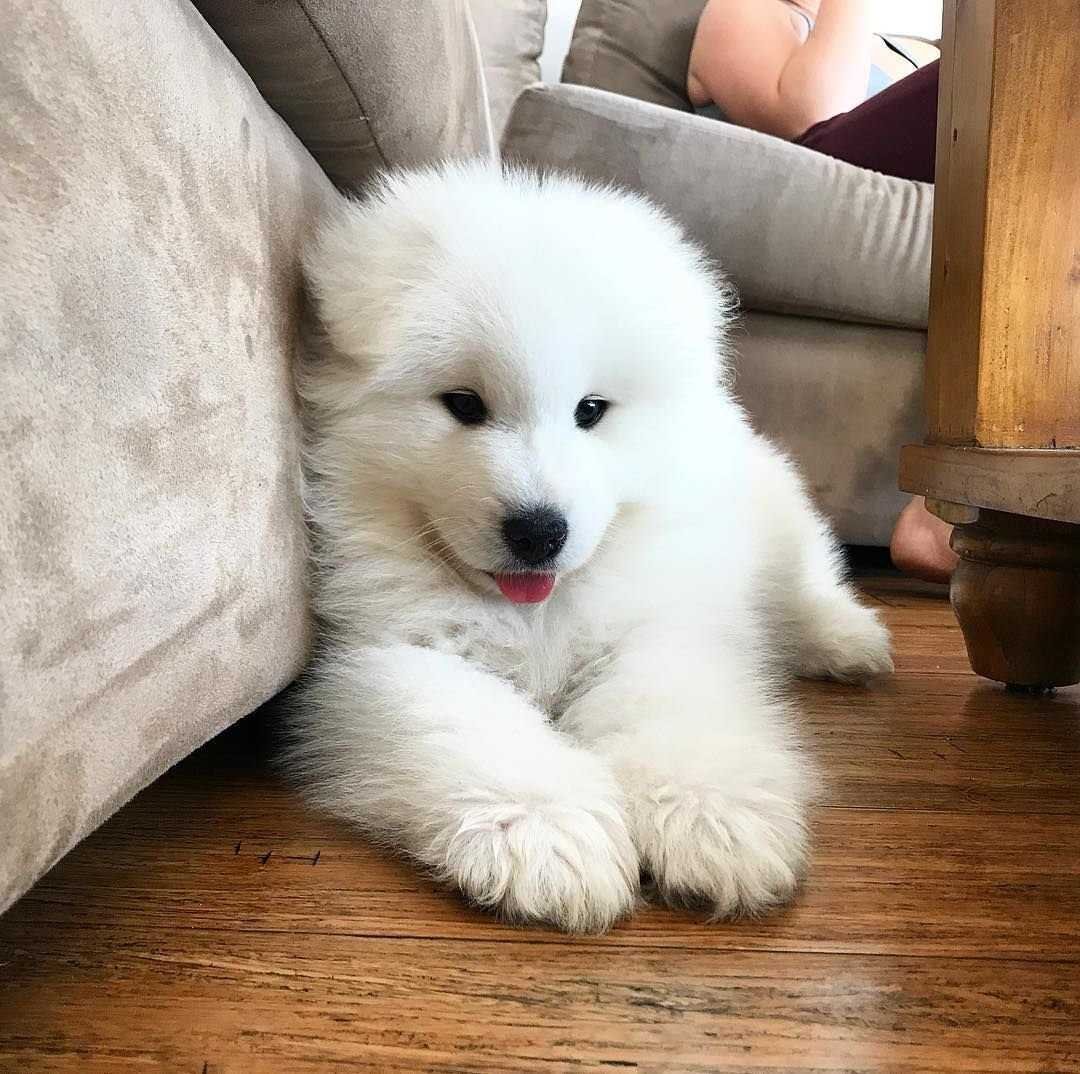 Флаффи Паппи