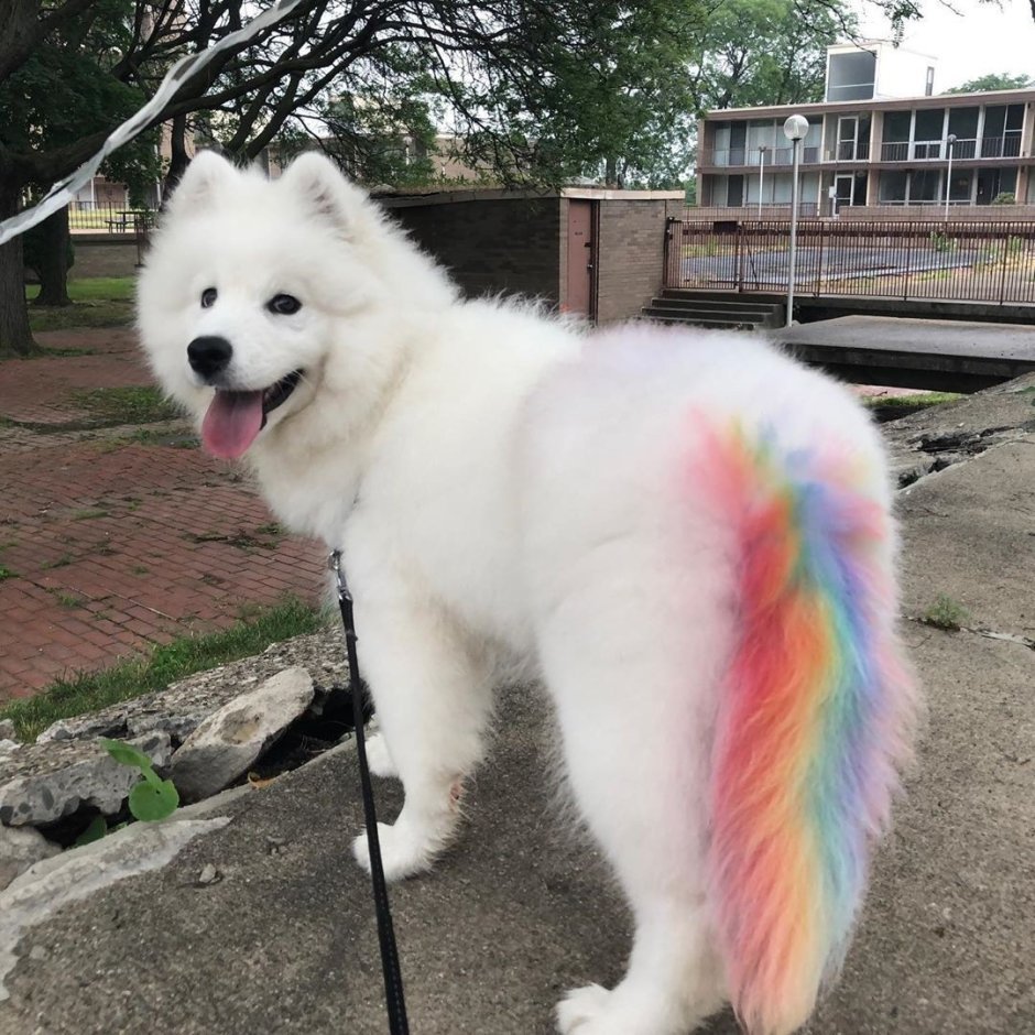 Лайка самоед