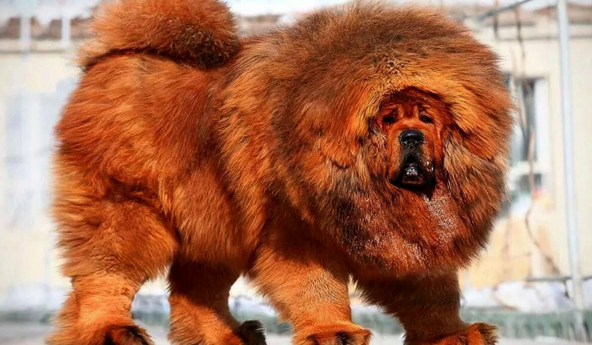 Тибетский мастиф великан