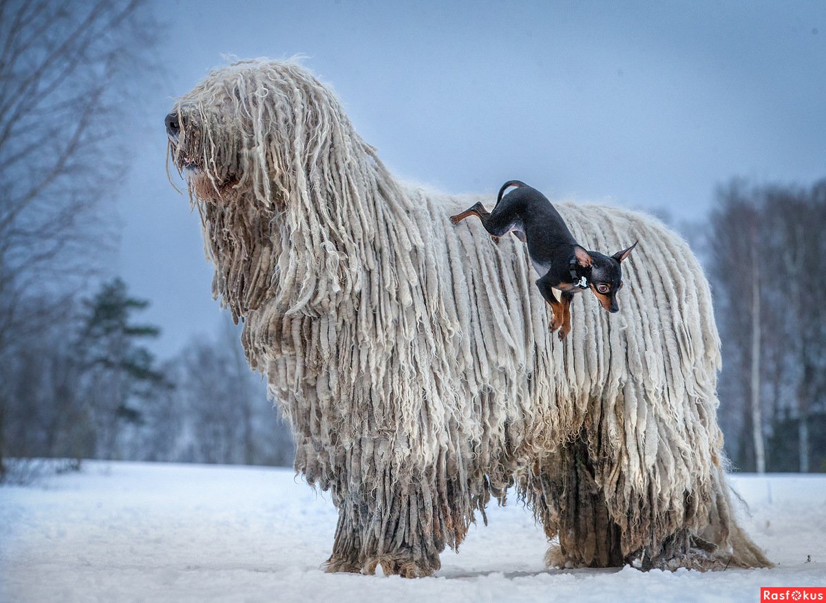 Венгерская овчарка Командор