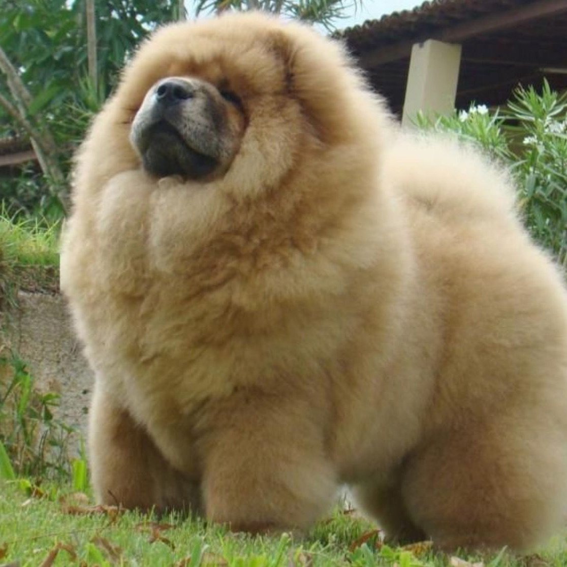 Чау-чау тибетский