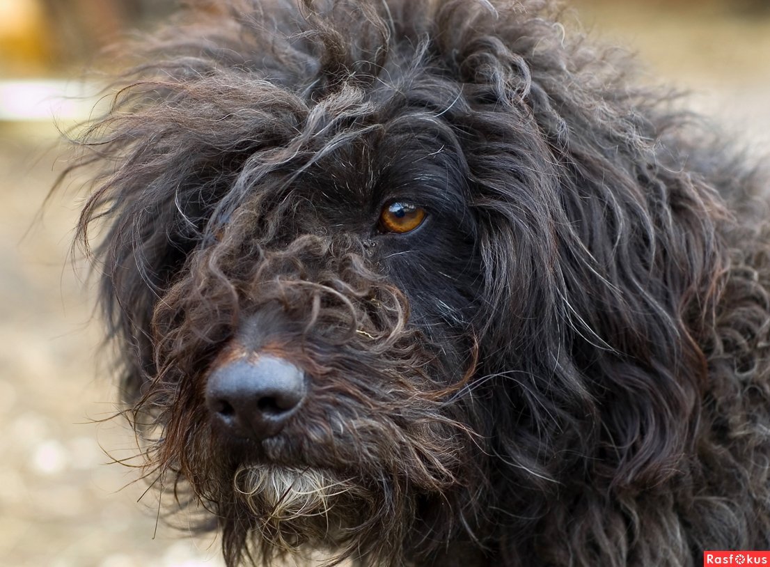 Лохматый терьер порода