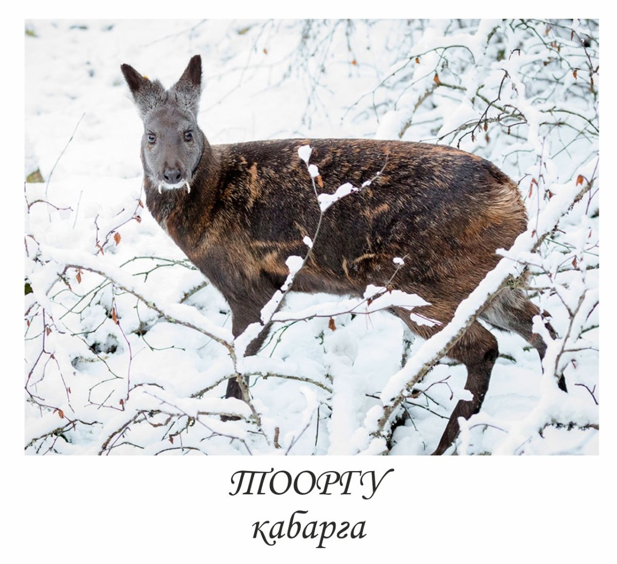 Сахалинская кабарга