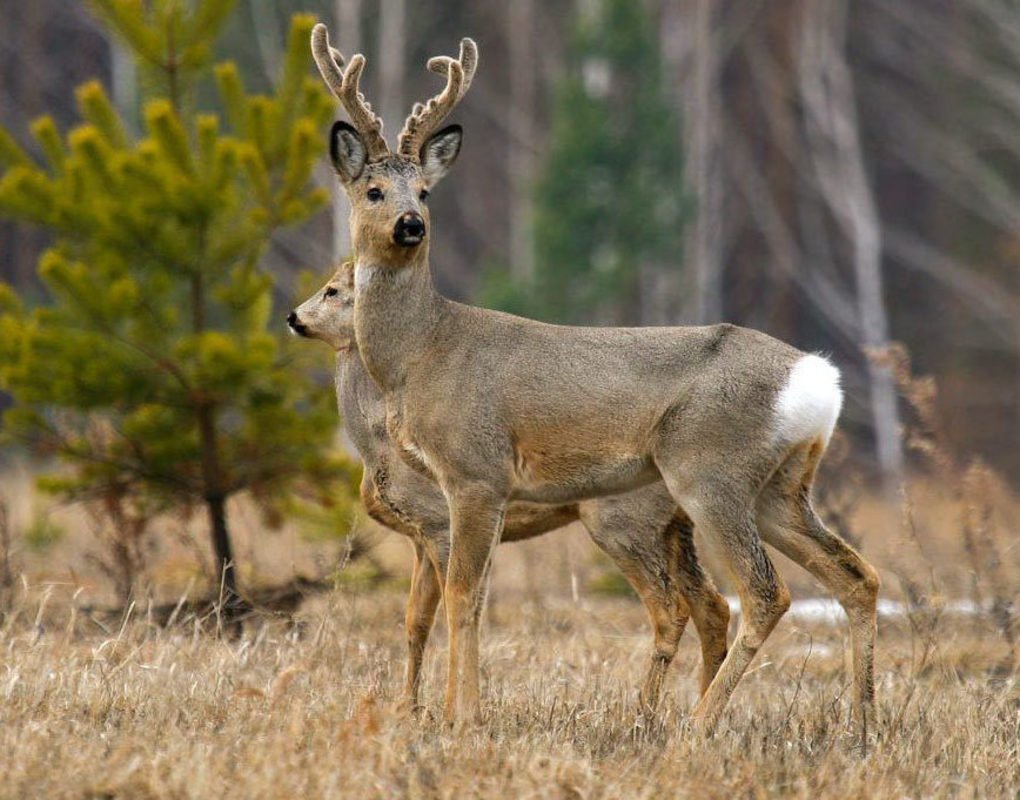 Косуля Сибирская (capreolus pygargus Pall.)