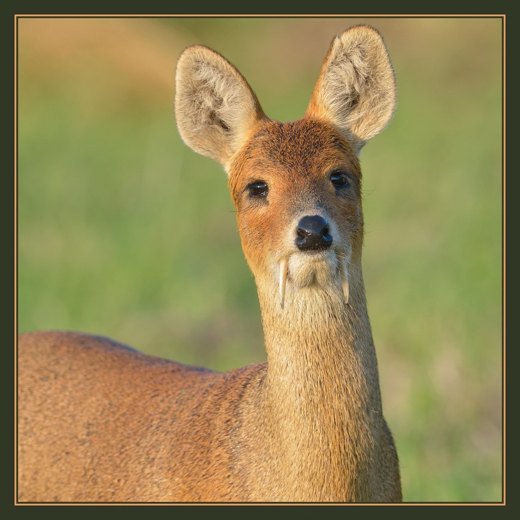 Олень кабарга