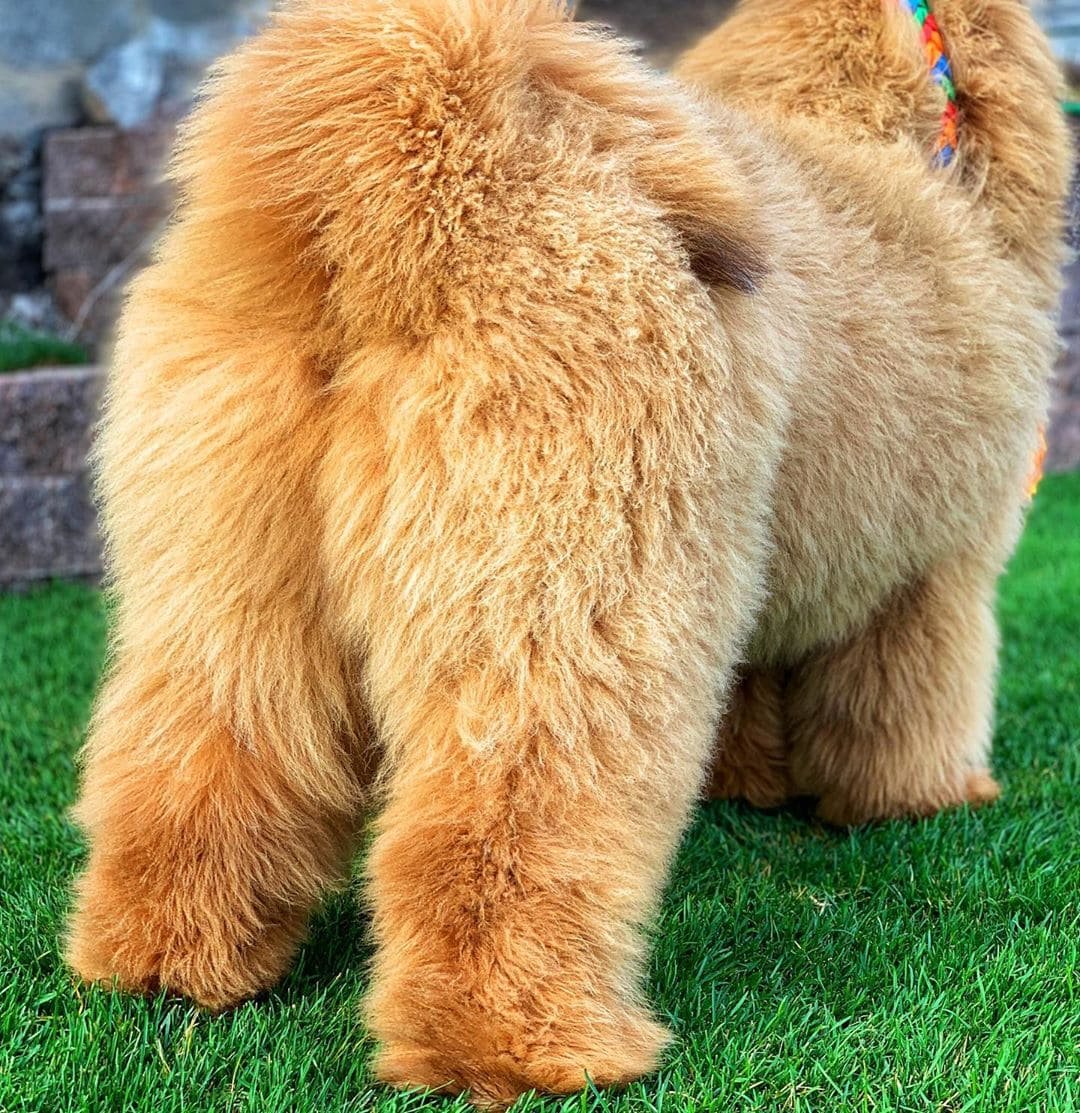 Гигантский тибетский мастиф