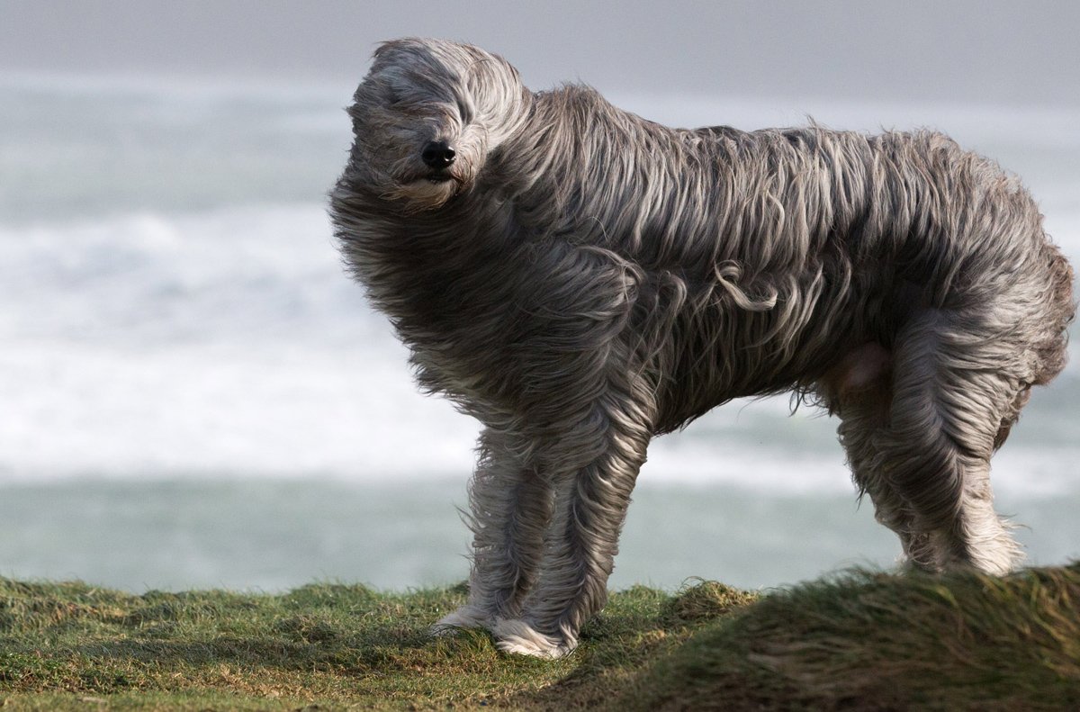 Bearded Collie порода собак