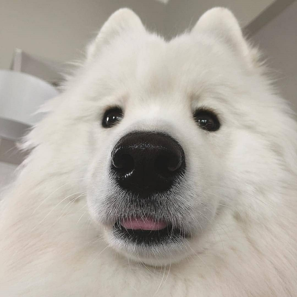 Большая,пушистая милая собака защитник