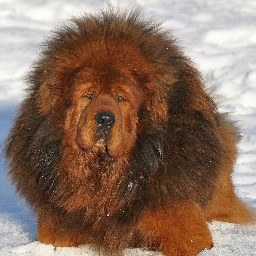 Карликовый тибетский мастиф