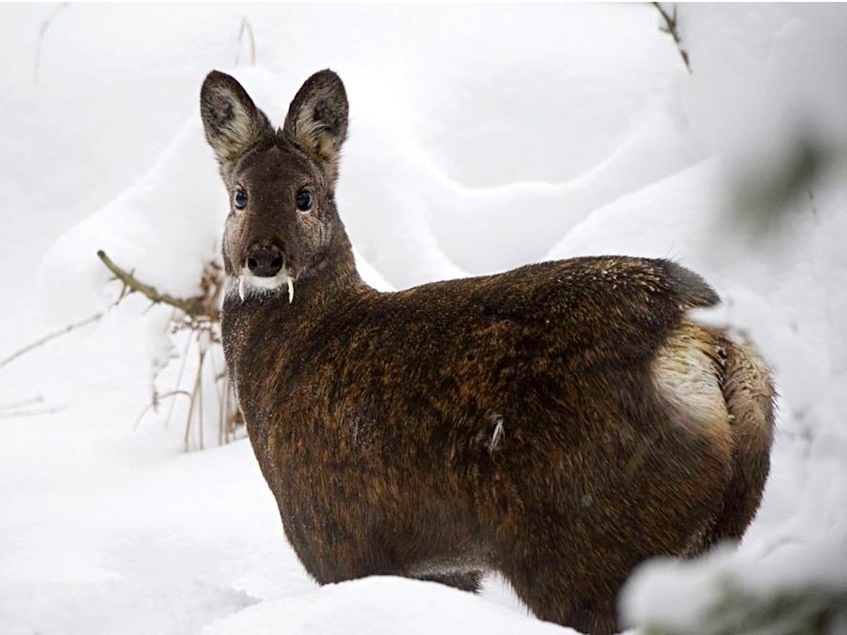 Сахалинская кабарга Moschus moschiferus sachalinensis