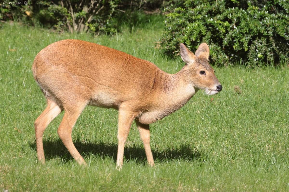 Сибирская кабарга