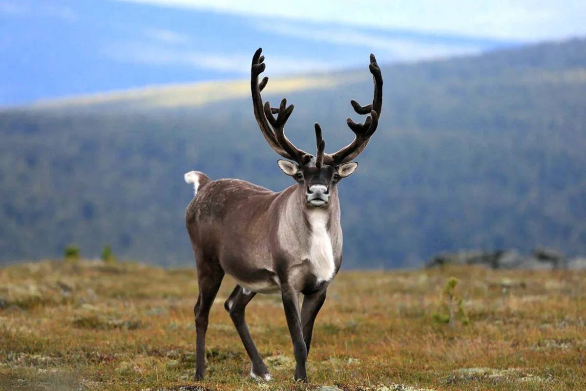 Новоземельский Северный олень